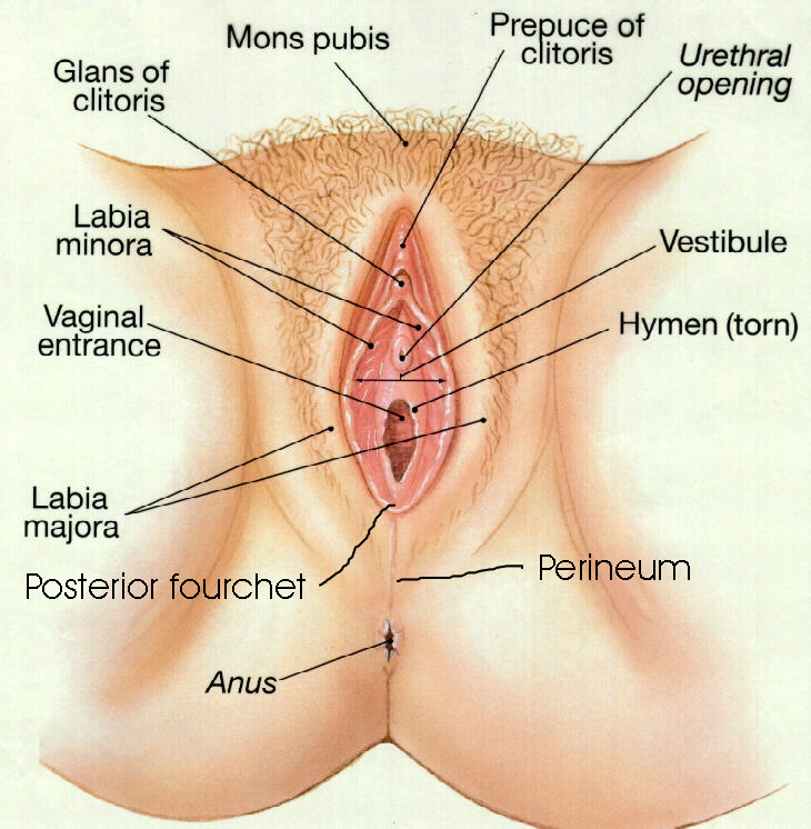 How Many Holes Do Females Have Vagina