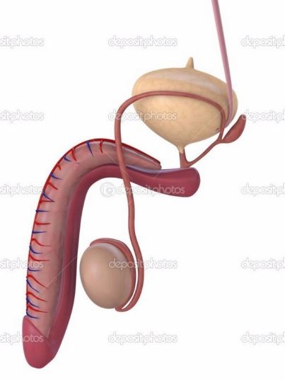 Human Anatomy Penis