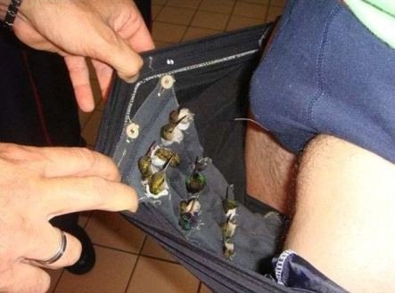 Hummingbird Smuggler