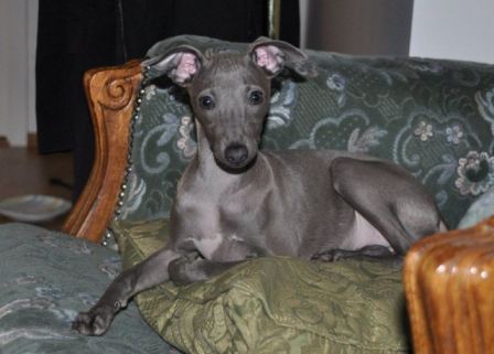 Italian Greyhound