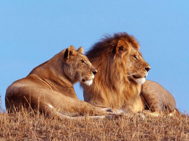 Lion Lioness
