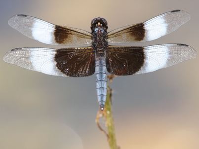 Male Widow Skimmer Dragonfly
