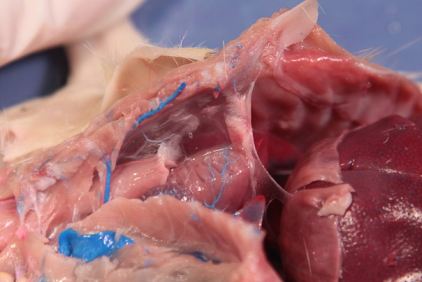 Pussy Dissection