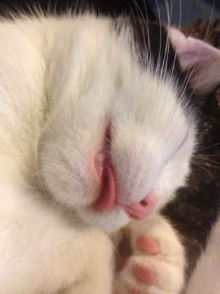 Sleeping Kitten With Tongue Out