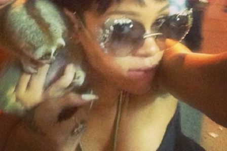 Slow Loris Rihanna