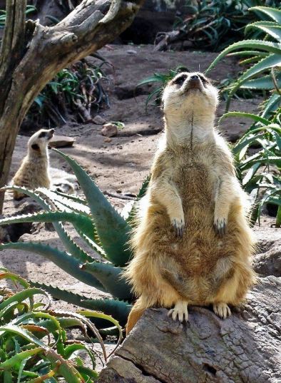 South African Meerkat