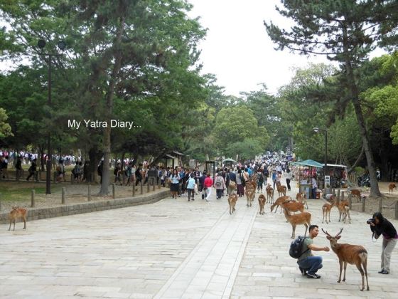 Todaiji Temple Nara