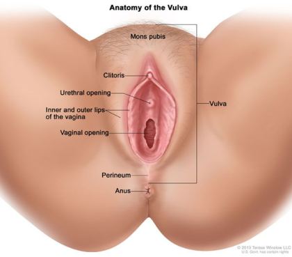 Vagina Anatomy