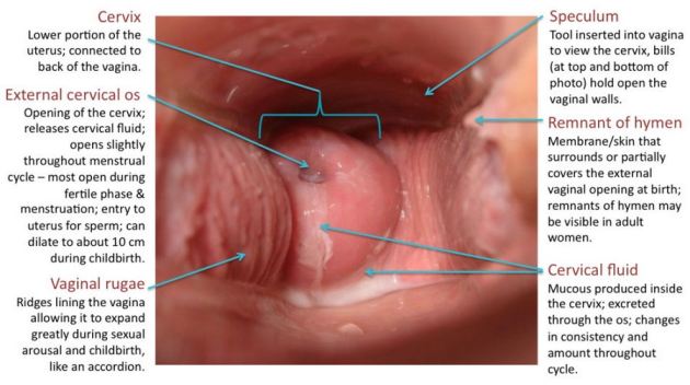 What Do The Inside Of A Vagina Looks Like