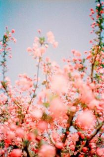 Blue And Pink Flowers Tumblr