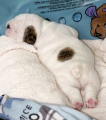 Cute Puppy Butts
