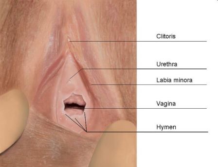 Female Virgin Hymen