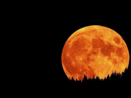 Harvest Moon Orange