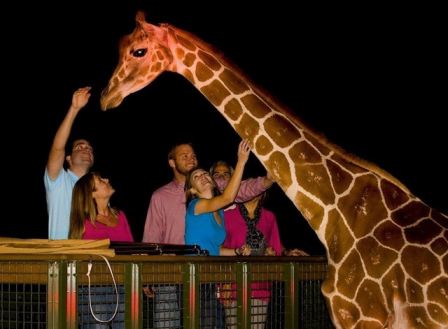 Busch Gardens Serengeti Night Safari